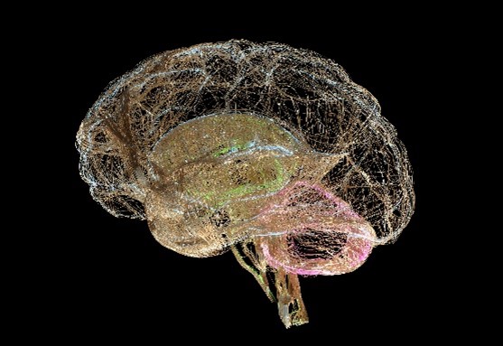 Abel Formation - Cours d'anglais bon pour le cerveau