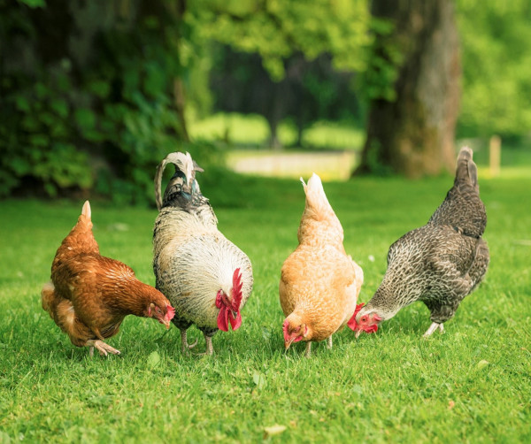 Coq avec 3 poules